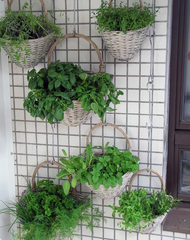Starting a vertical garden with hanging plants