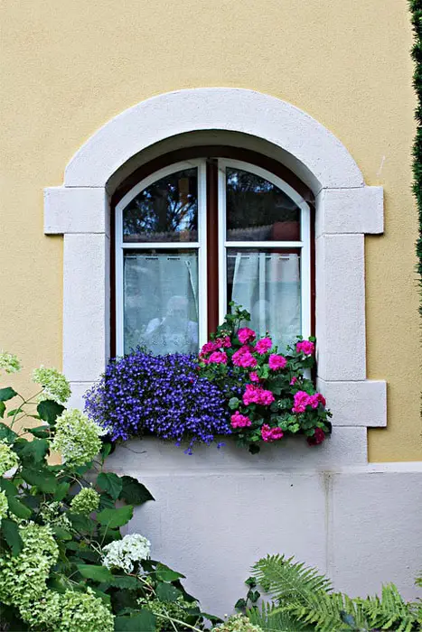 Two types of flowers in window flower box