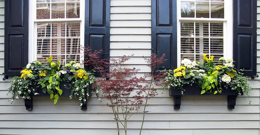 Two window flower boxes with black shutters and white window frames