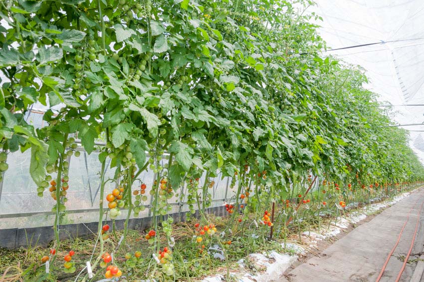Vertical tomato garden in greenhouse