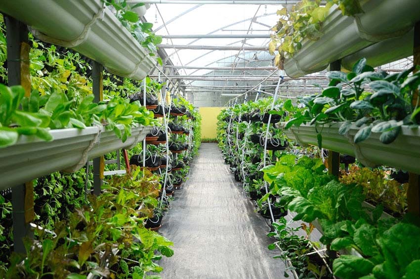 Vertical vegetable garden in greenhouse