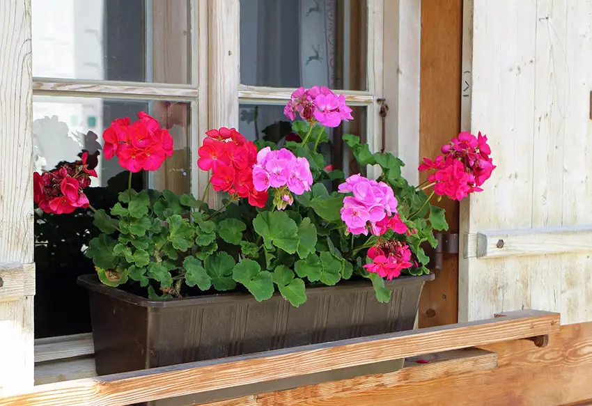 Window flower box with geraniums