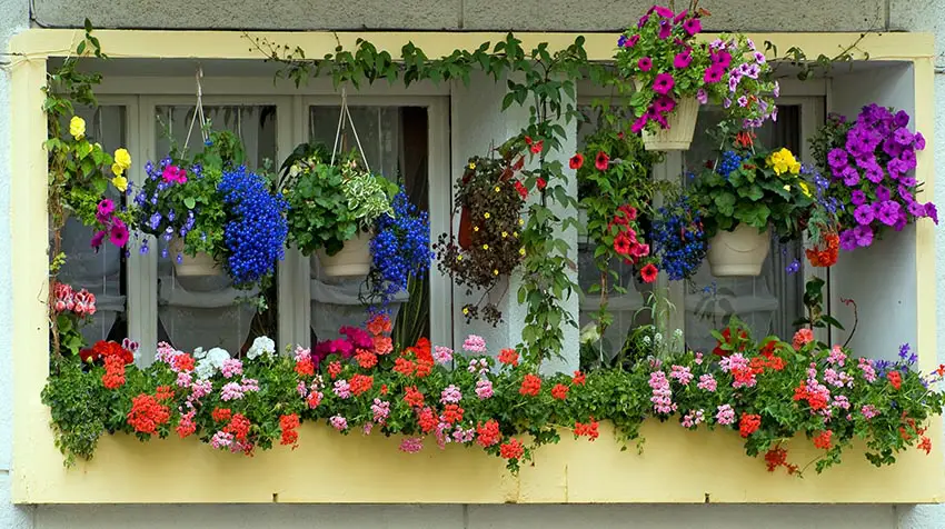 Window flower box with hanging plants