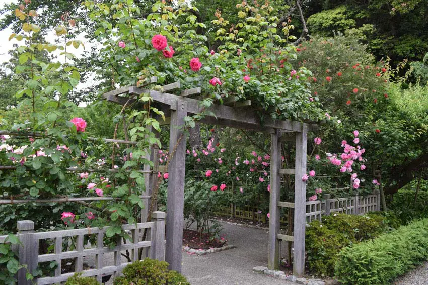 Rustic style arbor with lattice fence and roses