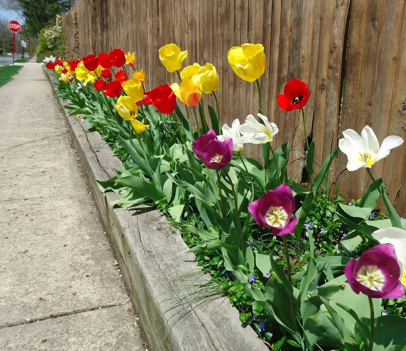 Wood flower box along fence