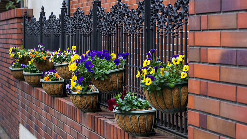 Wrought iron fence with planter boxes and flowers