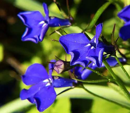Blue Lobelia Blue Flower