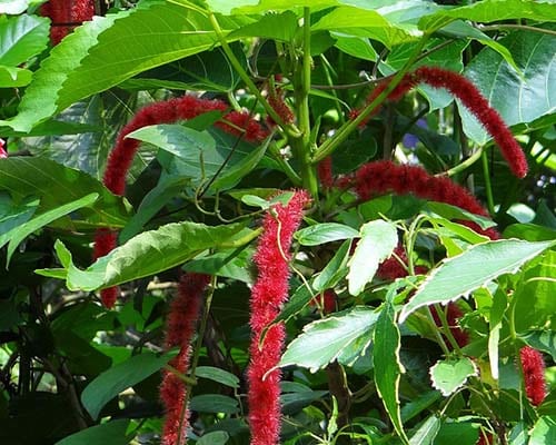 Chenille Plant Red Hot Cat Tail Vine