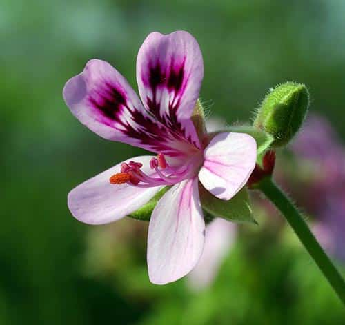 Geranium Pelargonium Quercifolium flower