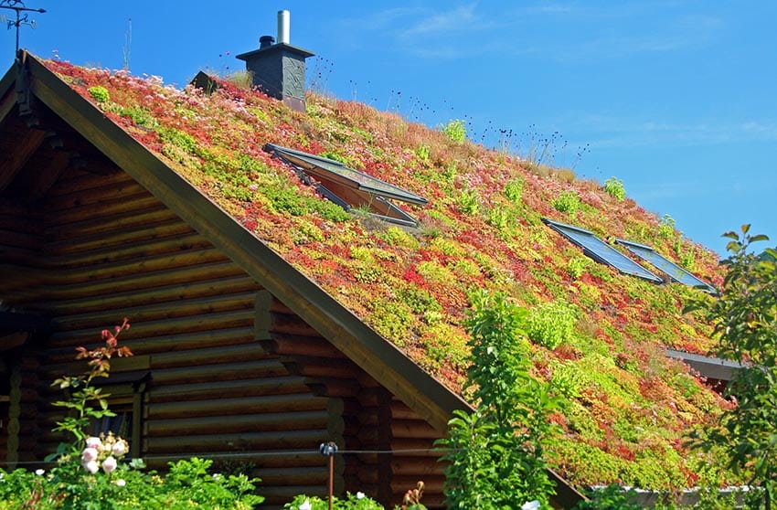 Green roof house with sedum plants