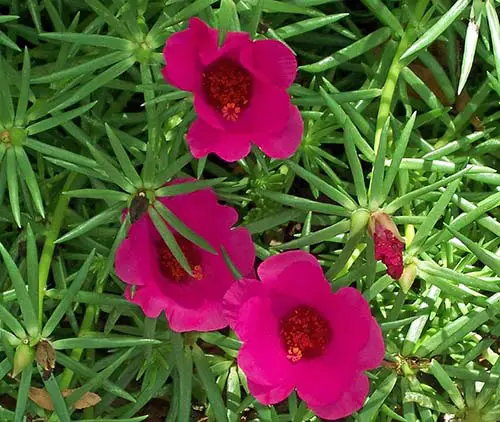 Moss rose flowers