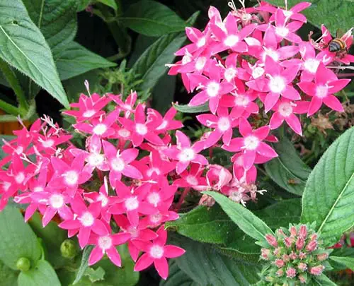 Pink Penta Flowers