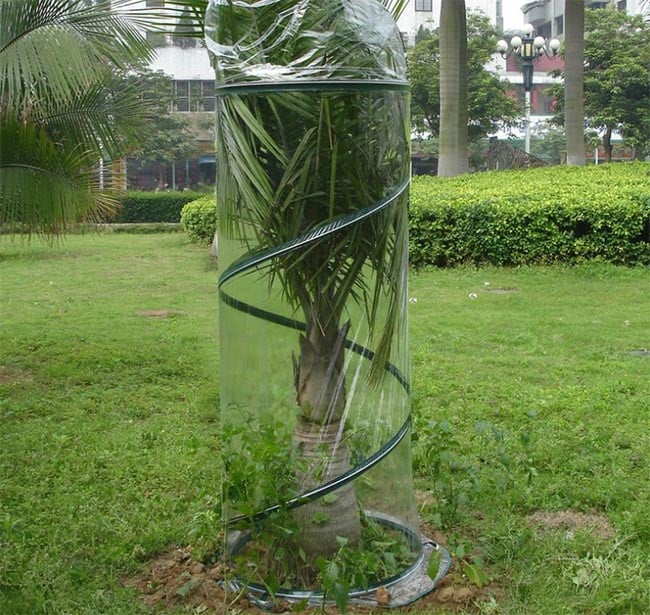 Cold frame tree greenhouse for frost and snow