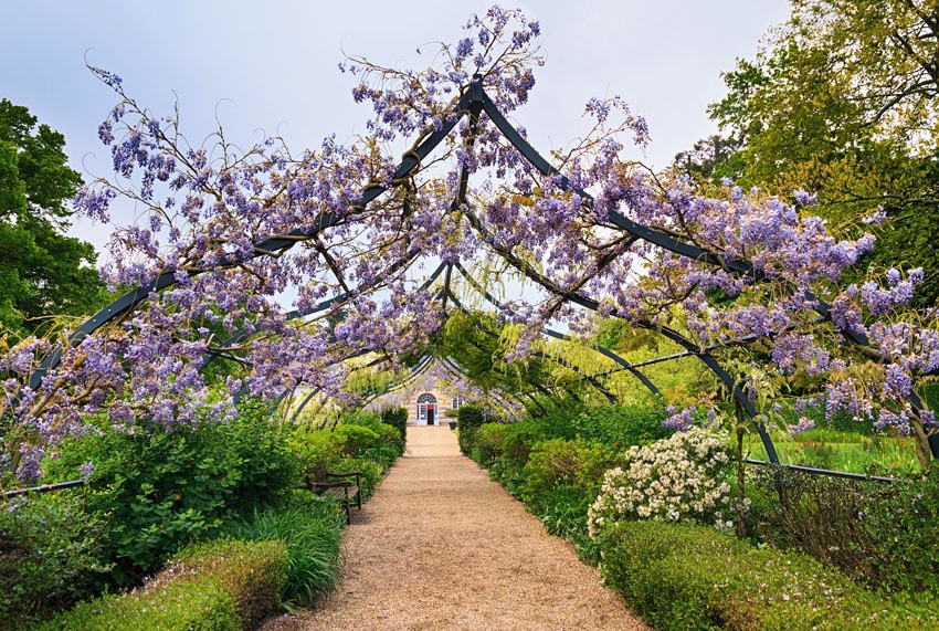 Garden arbor with wisteria flowering plants