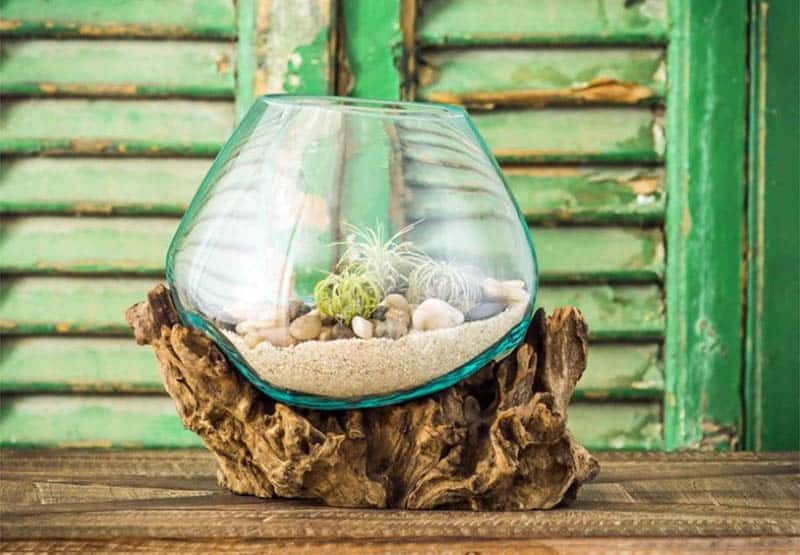 Glass terrarium for air plants with wood base
