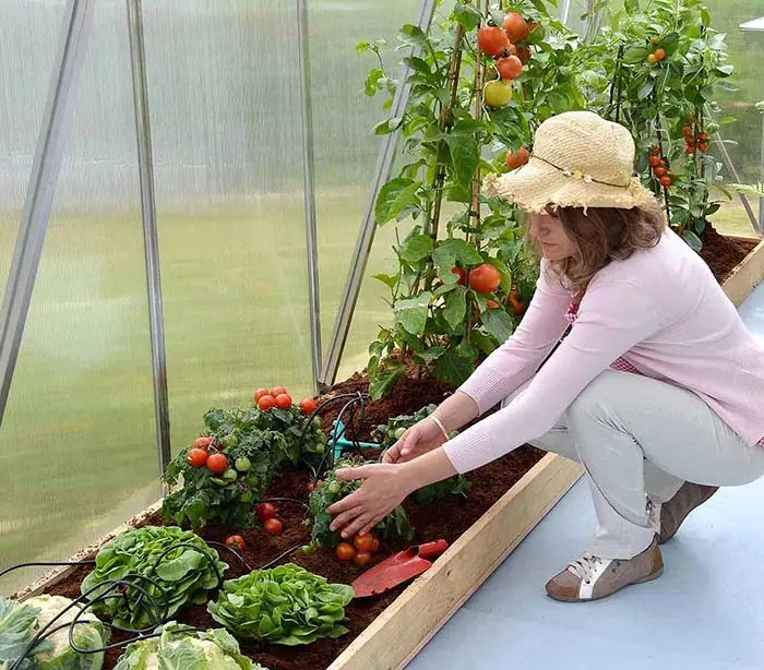 Woman spraying plant in the greenhouse