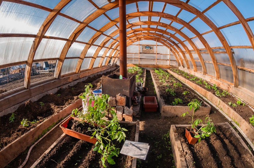 Growing seedling tomatoes in wood domed greenhouse