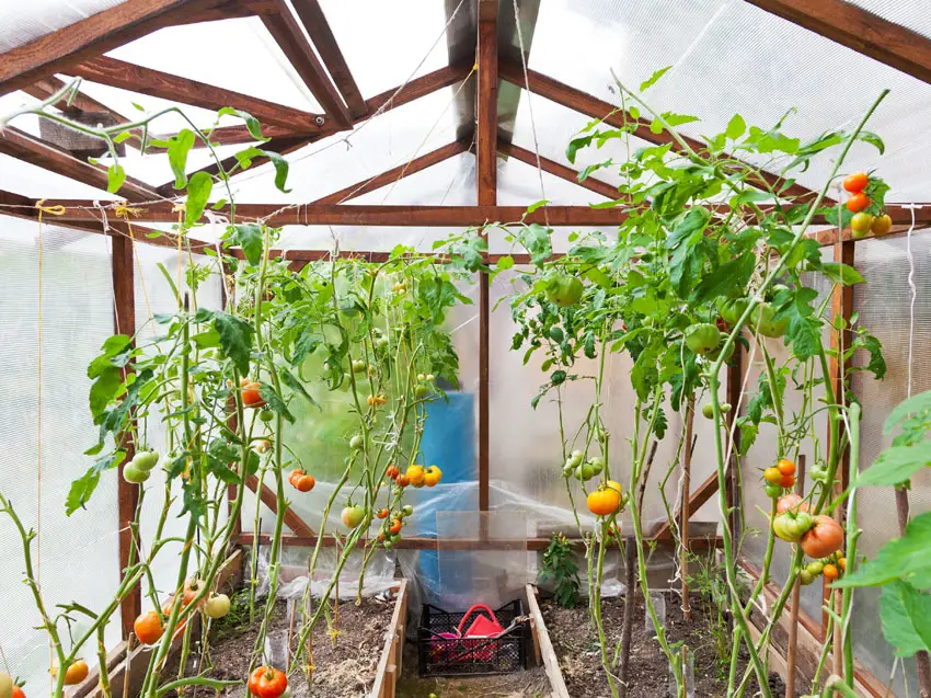 Inside a greenhouse with tomato plants
