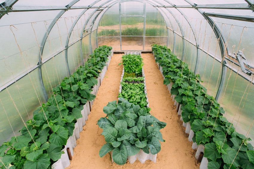 Inside vegetable greenhouse