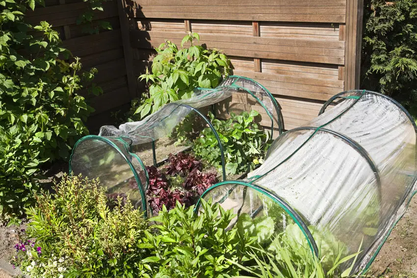 Mini garden greenhouse