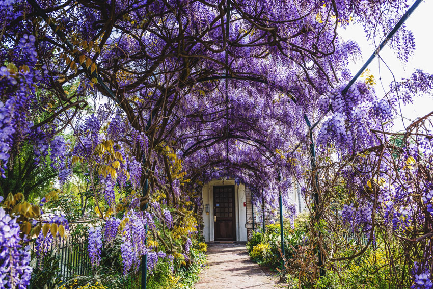 Path under curved arbor with purple flowering plants