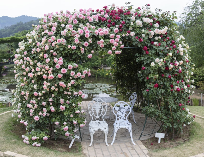 Pretty rose bush arbor with white wrought iron chairs