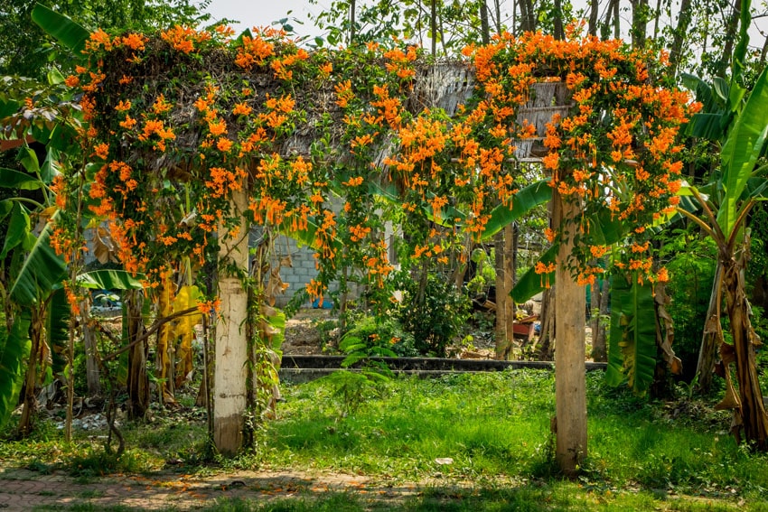 Arbor in weathered wood material in garden with orange flowers