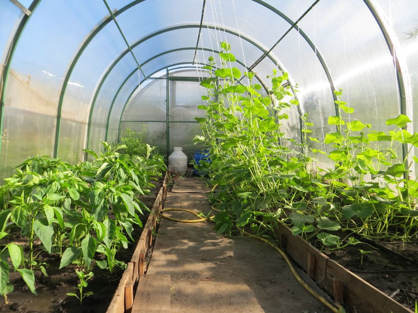 Small domed greenhouse growing cucumbers and peppers