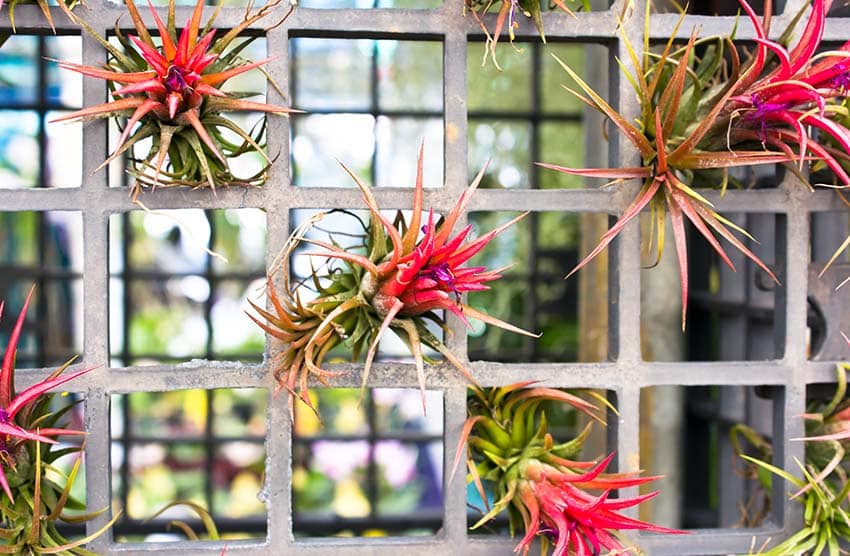 Guide to Growing Air Plants (Care & Decorating Tips)