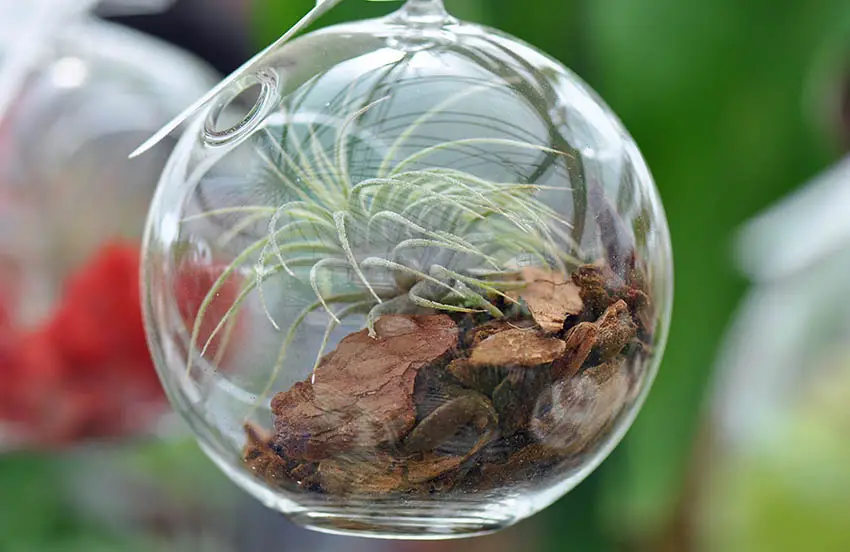 Tillandsia in glass terrarium