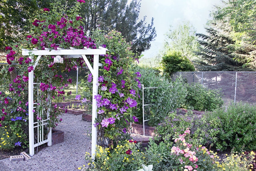 Aluminum arbor with purple vine flowers