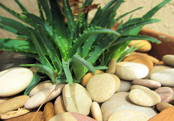 Aloe houseplant with rocks in planter