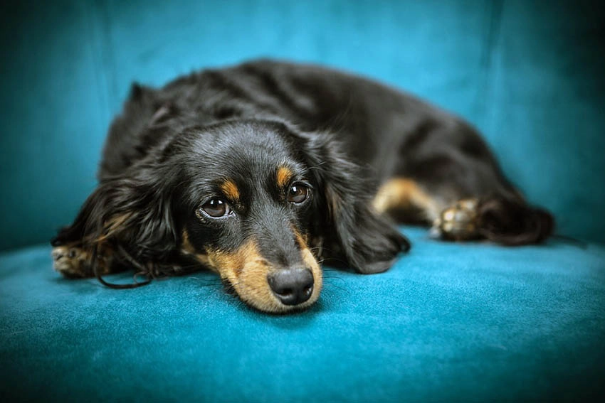 Dog on microfiber sofa