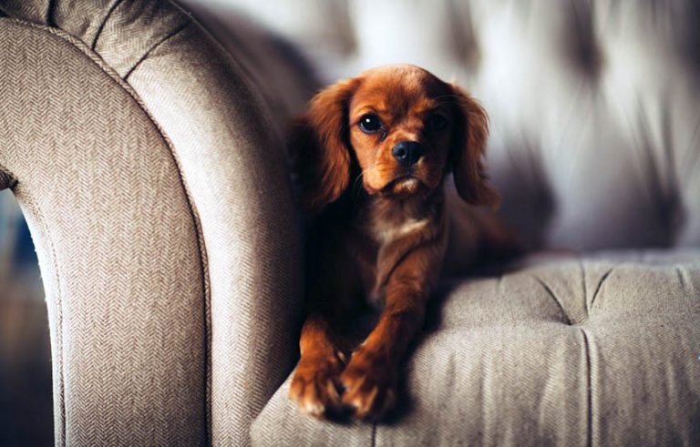 Best Couches for Dogs (Material & Fabric Ideas)