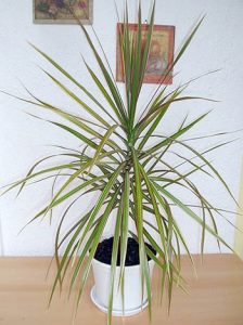 Dracaena marginata tree