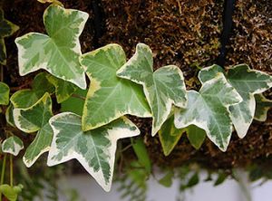 English ivy hedera helix plant