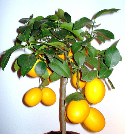 Indoor Meyer lemon tree
