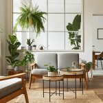 Living room with indoor plants that remove air pollution