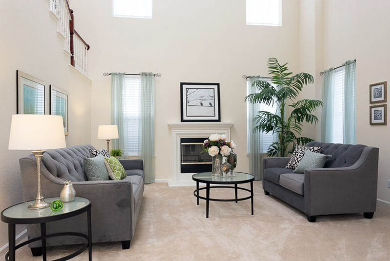 Living room with indoor palm tree