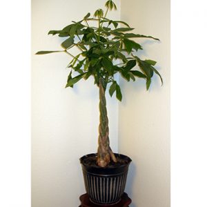 Best Indoor Trees (House Plant Guide)