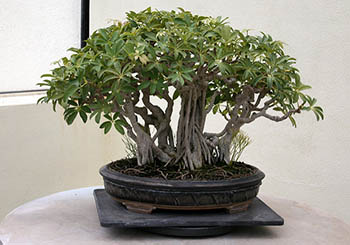 Schefflerac arboricola dwarf tree