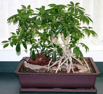 Schefflera bonsai tree