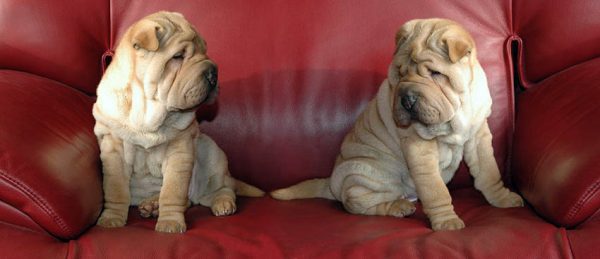 Sharpei Dogs On Leather Couch 600x259 