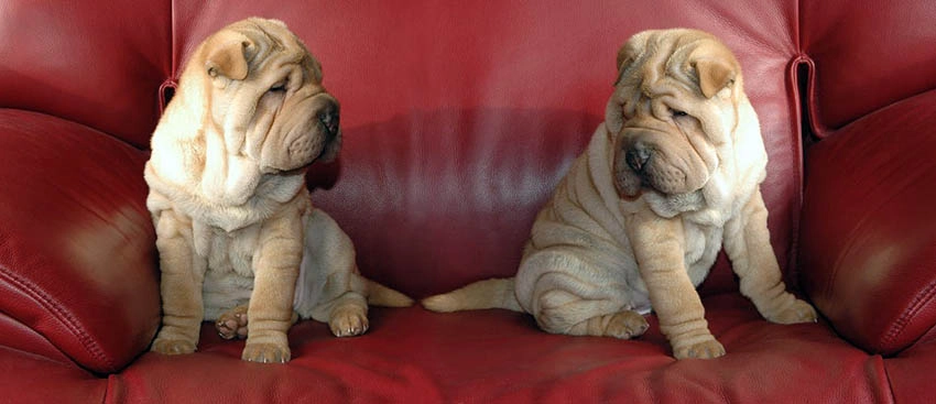 Sharpei dogs on leather couch