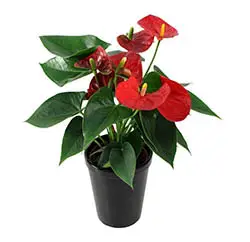 Anthurium indoor houseplant