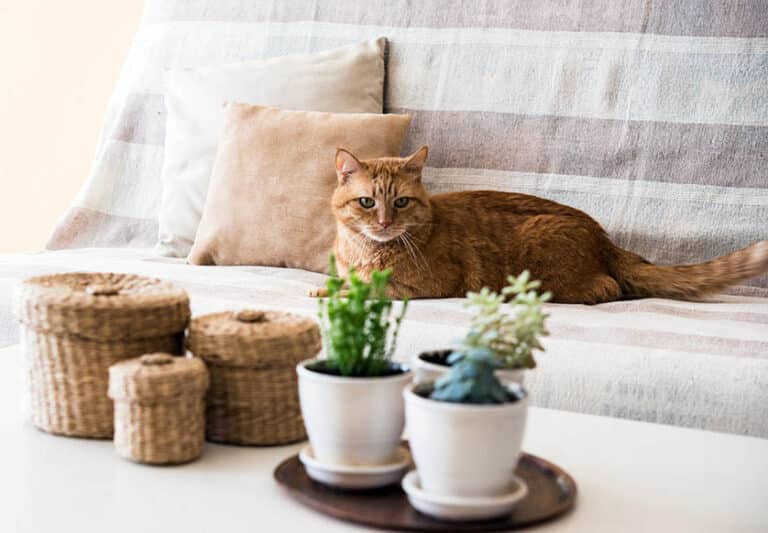 Best Low Light Houseplants (Buying Guide)
