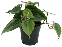 Philodendron low light indoor plant