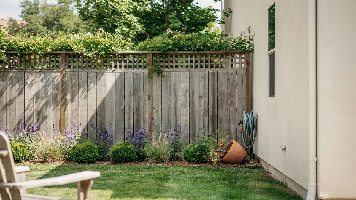 Vines spilling over a lattice topped fence beside a lawn