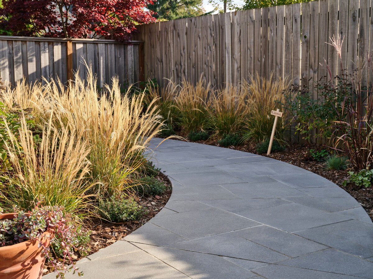 Curved concrete paver walkway bordered by tall golden ornamental feather grasses near a wood fence