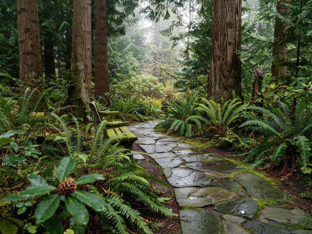 Large slate flagstone walkway through a Pacific Northwest forest garden with ferns cedar trees and a bench